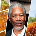 Morgan-Freeman-Bees