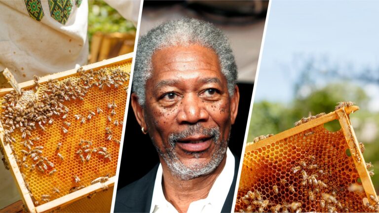 Morgan-Freeman-Bees